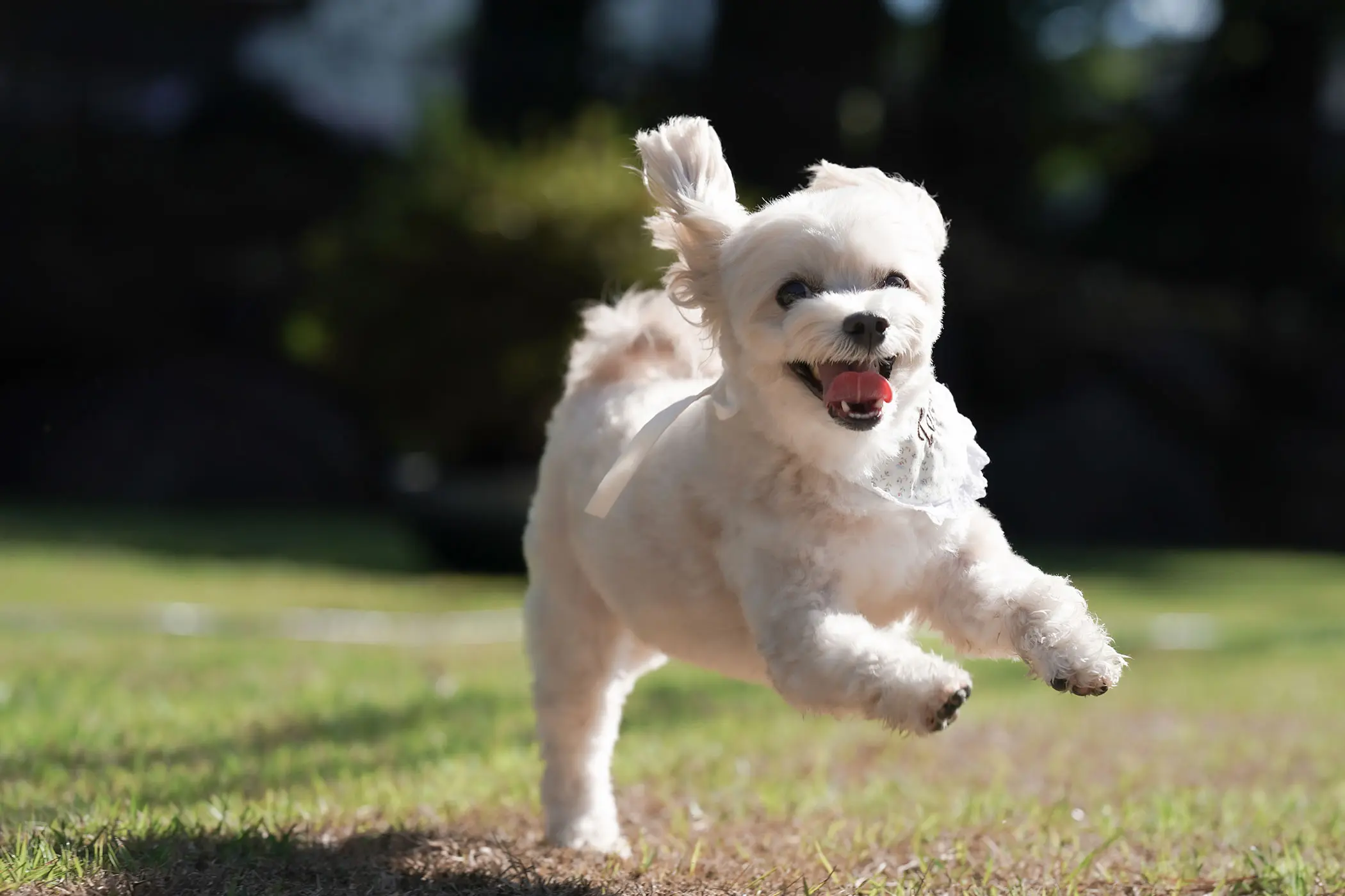 愛犬と宿泊 | 【愛知県】シタラヴィレッジ-愛知最大級のグランピング