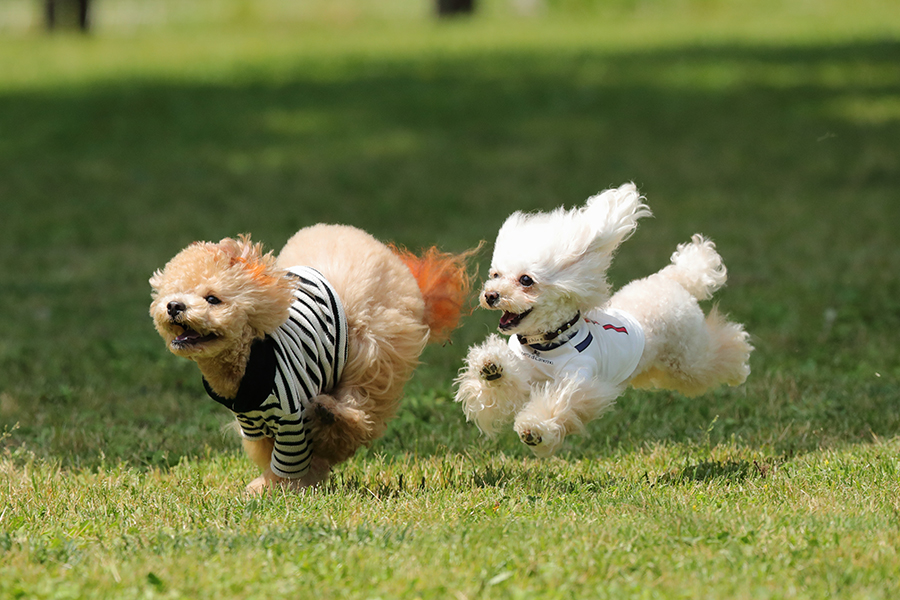 愛犬との過ごし方