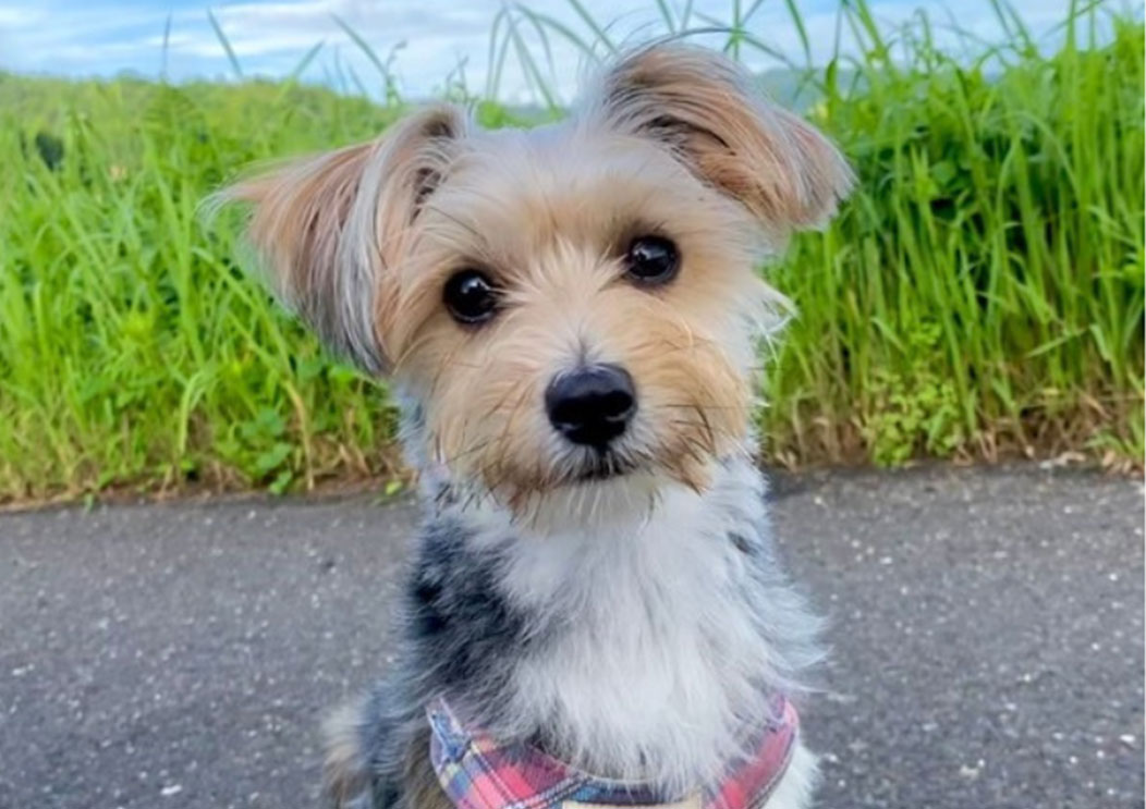 ウェルカムボードモデル犬コロンちゃん