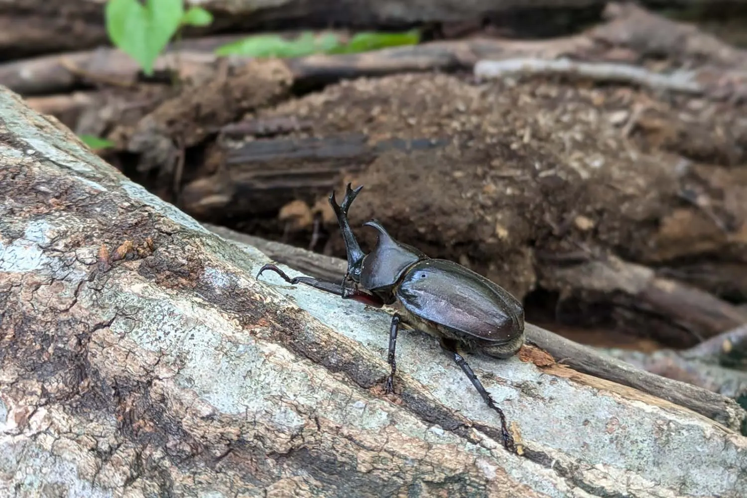 カブトムシ・クワガタ採り体験（7月～8月10日） | 【愛知県】シタラ